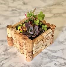 Picture of a succulent plant in a cork planter craft